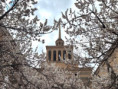 /album/trend/062-apricot-blossoms-are-in-full-bloom-in-armenia-jpg/